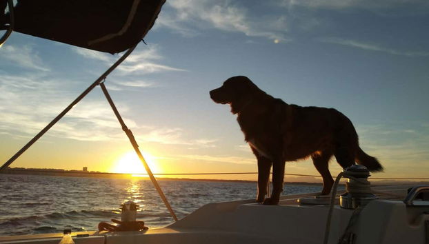 Las mascotas son bienvenidas a bordo