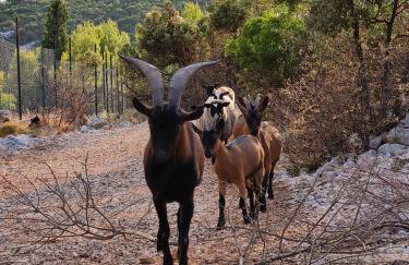 Villa Žurnata - Foto 44