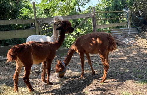 Familyroom 6 P Free WiFi Gemeinschaftsbad - Foto 11