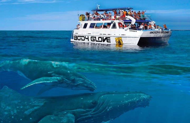 Humpback Whale Watching in Kailua-Kona - Foto 4