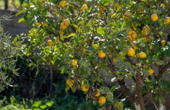 Villa hidden paradise - Foto 15