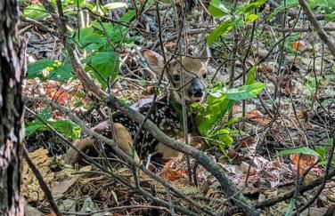 River Retreat Cabin - Living Water Farm - Foto 32