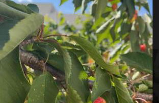 Villa La caroline 2 - Foto 4