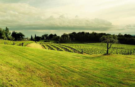 Agriturismo l'Uva e le Stelle - Foto 32