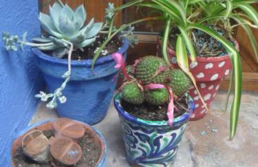 El patio azul Bohemio Mágico - Foto 53