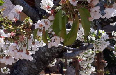 Casa Rural El Regajo Valle del Jerte - Foto 81