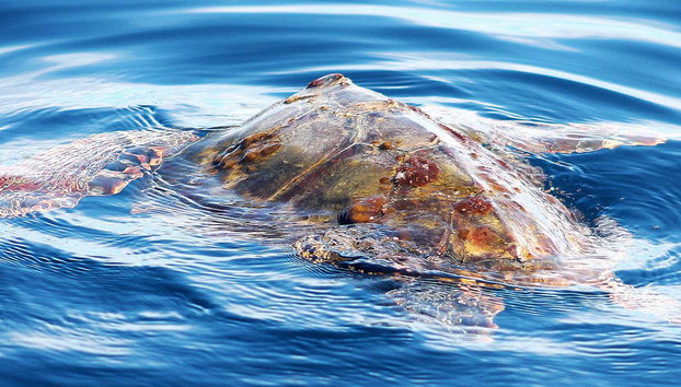 Avistamiento de cetáceos en la isla de Faial - Foto 4, Contemplando una tortuga marina