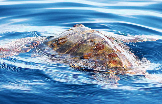 Avistamiento de cetáceos en la isla de Faial - Foto 4