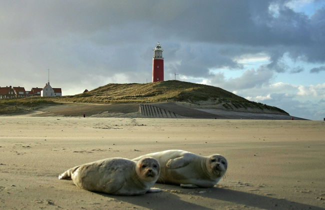 Nice Bungalow With Dishwasher in a Holiday Park 1.2 km. From the sea on Texel - Foto 58