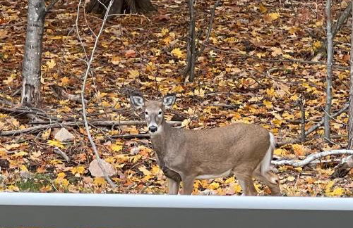 Barrel Sauna Luxury Walk to Northern Haus - Foto 20
