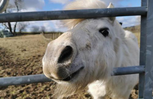 Glen Bay - 2 Bed Lodge on Friendly Farm Stay with Private Hot Tub - Foto 44