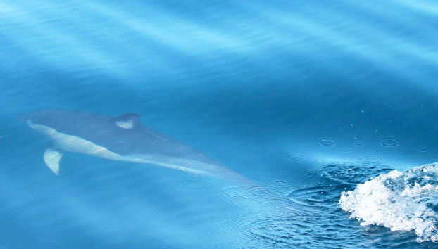 Dolphin Watching in Olhao - Foto 5