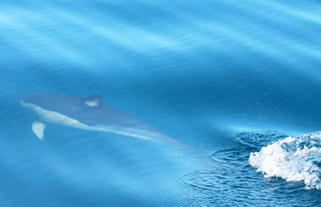 Dolphin Watching in Olhao - Foto 5