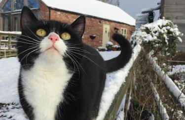 Little Pentre Barn with cozy logburner - Foto 69
