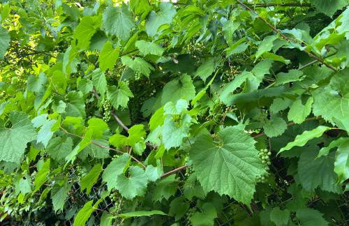 Haus Marta - Photo 52