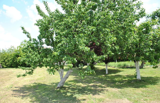 Sunčani Apartments - Foto 27