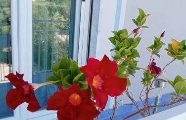 Luli Holidays Paestum - Foto 16