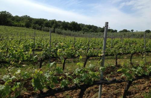 I Puntoni Agriturismo - Foto 53