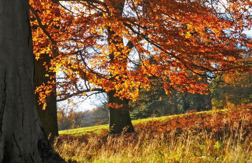 Bryn Araul - Foto 23