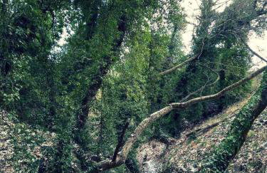 Βίλα Αρμονία Ορεινή Κορινθία - Foto 56