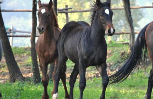 Pietra Cavalla - Ranch & Resort - Foto 24