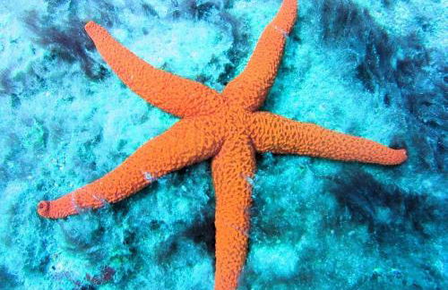 "El Ático Bonito"-Penthaus-Whirlpool-Atlantikblick - Photo 64