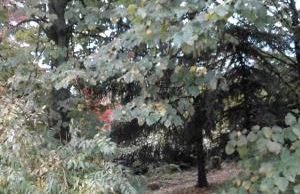 Casa Ramonda - Foto 15