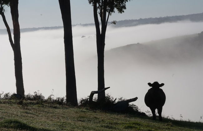 Balingup Heights Hilltop Forest Cottages - Foto 52