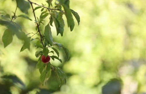 Hellenic Suites Afrodite Jacuzzi & Fireplace - Foto 21