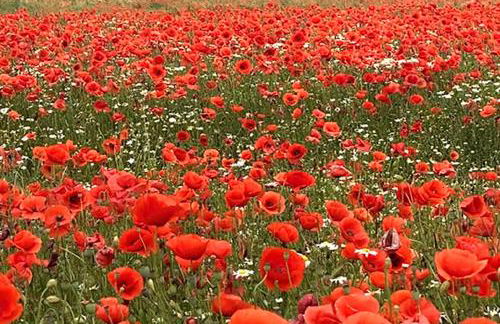 Fewo Horst_ grün. - Foto 19