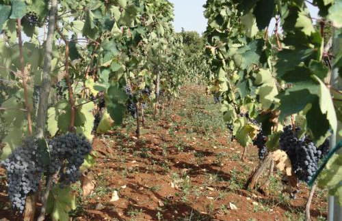 Apartments Brkić, Lozovac Krka NP with Pool - Foto 74