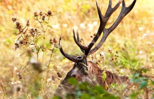 IBibiena - CASA NATALE BERNARDO TANUCCI - Foto 29