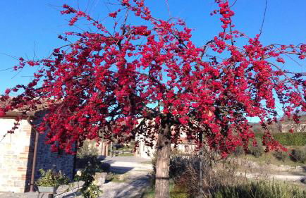 Agriturismo Valiana - Foto 37