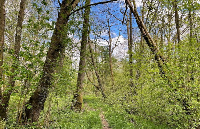 Cosy Woodland off Grid Shepherds Hut - Rowan - Foto 14