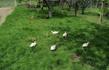 Ferienhaus Putzke - Foto 9