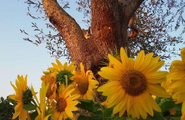 Masseria Costarella - Photo 63