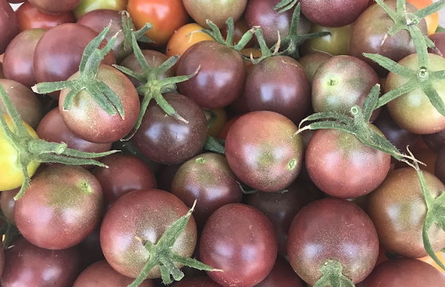 Agriturismo La Colmata - Photo 33