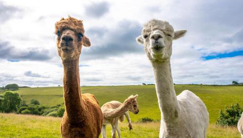 Ta Mill Cottages & Lodges - Pump Cottage - Foto 5