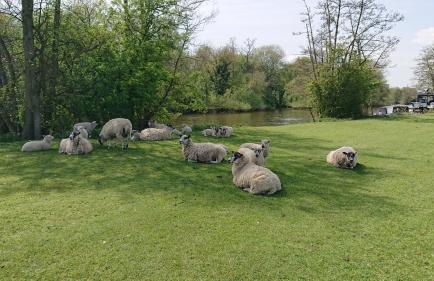 Charming 17th Century 2-bed Cottage in Medmenham - Foto 49