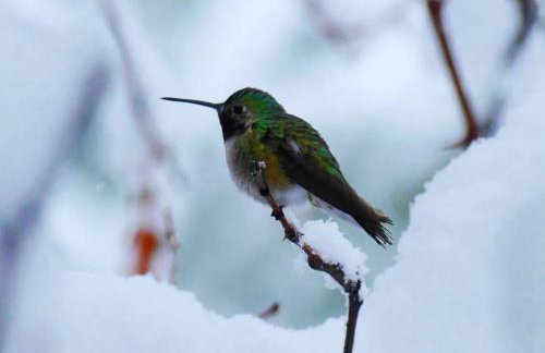 Unique Historic Mountain Cabin In Beautiful Como - Foto 27