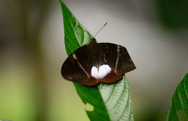 Oski Lodge - Foto 68