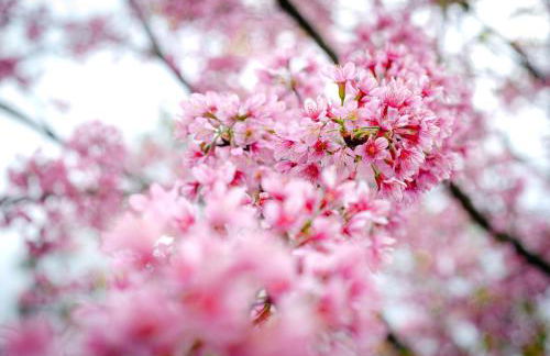 Chalé Flores e Amores - Photo 32