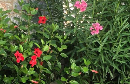 House Koula - Foto 24