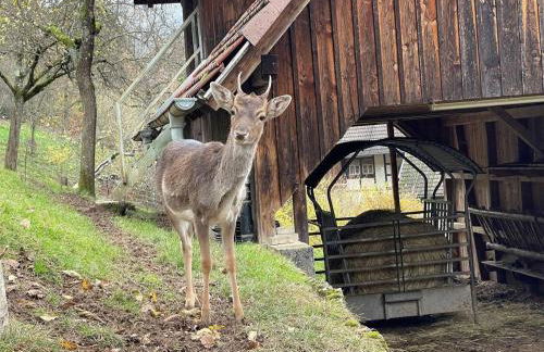 Feriendomizil zwischen Baden-Baden - Offenburg - Foto 21
