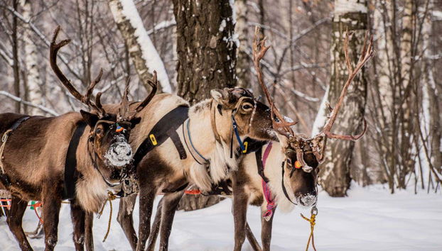Reindeer in Rovaniemi