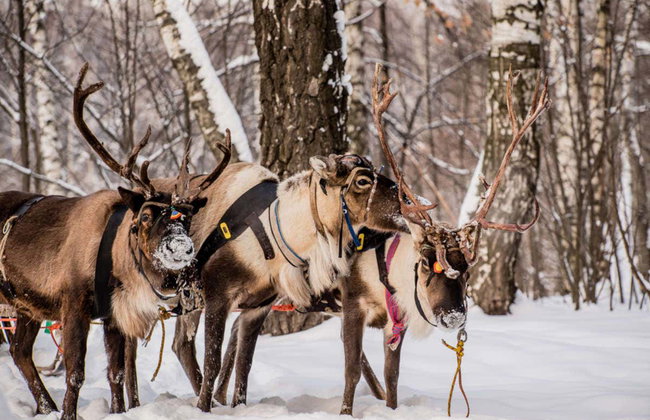 Reindeer & Husky Sleigh Ride - Photo 3