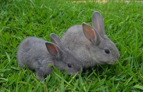 Hotel Fazenda Rancho Mineiro - Foto 66