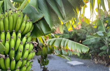 Arrebol Suite con Jacuzzi, piscina y naturaleza - Foto 7