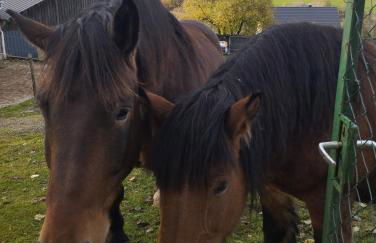 Ferienhaus Schilz - Foto 32