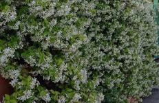 Casa Vacanze Mimose - Foto 25